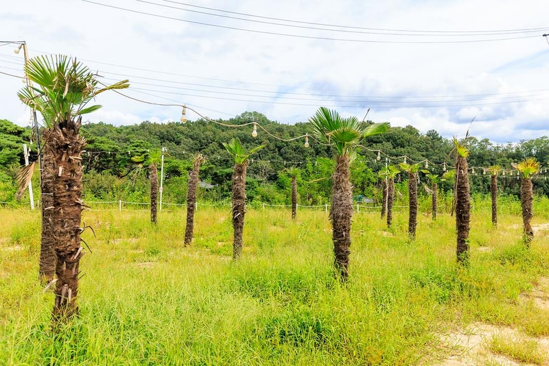 Little 80 시설 사진 3