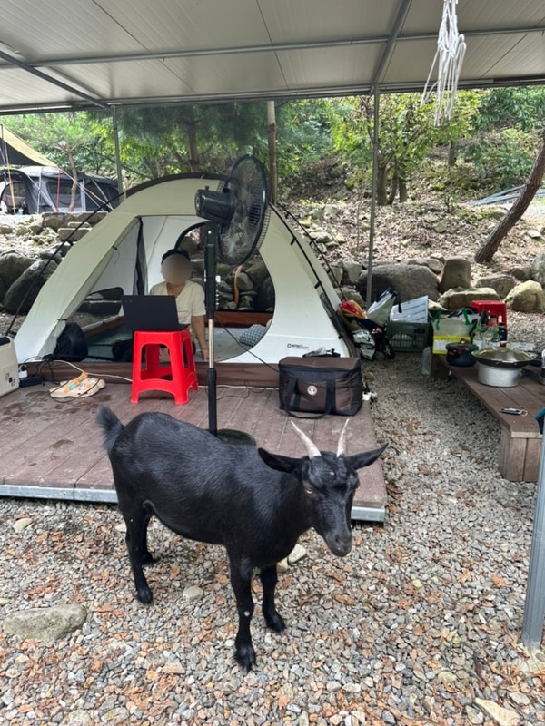 횡성시장 장날 · 귀촌야영장 물놀이 · 횡성 한우 구워먹기...