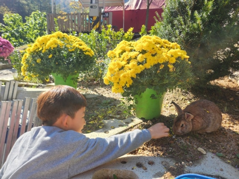 단풍캠핑 : 춘천 숲이야기 캠핑장 feat. 동기간 식당