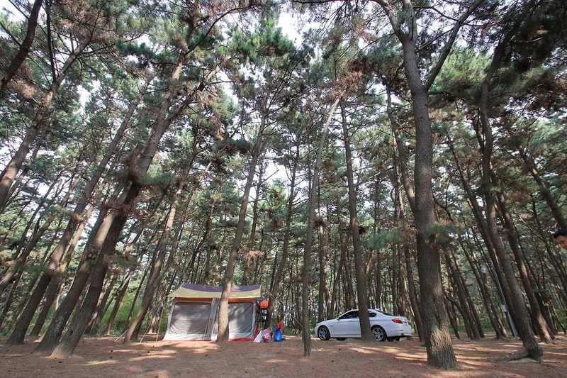 솔내음 야영장 시설 사진 7