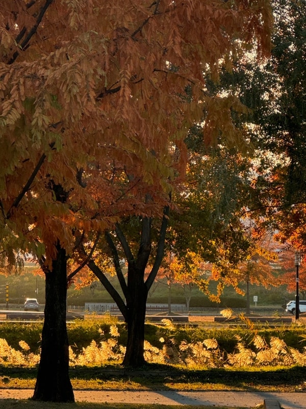 캠핑 초보들의 가을 막차 타기 낙동강체육공원 구미 캠핑장...