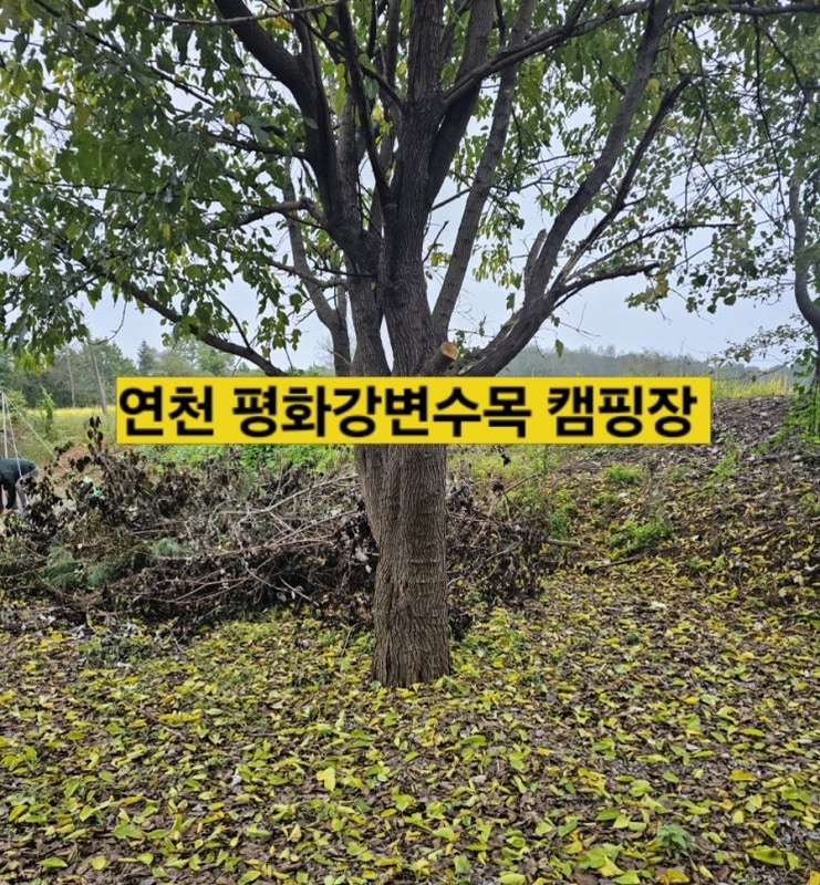 연천 평화강변수목캠핑장 넓고 조용해요