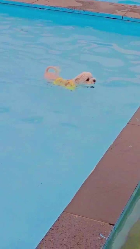 포천 애견글램핑장 “더히로플레이그라운드펜션&글램핑”...