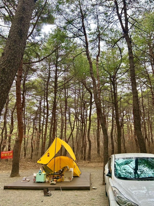 양양 솔바다 캠핑장&대관령 양떼목장 후기(2/28~3/2)
