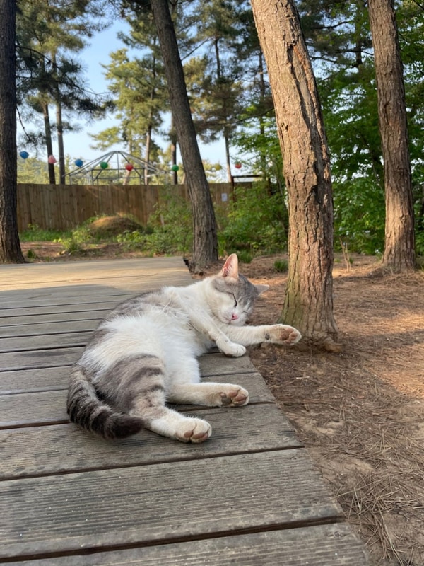 <9> 태안캠핑ㅣ청산리오토캠핑장ㅣ바다캠핑