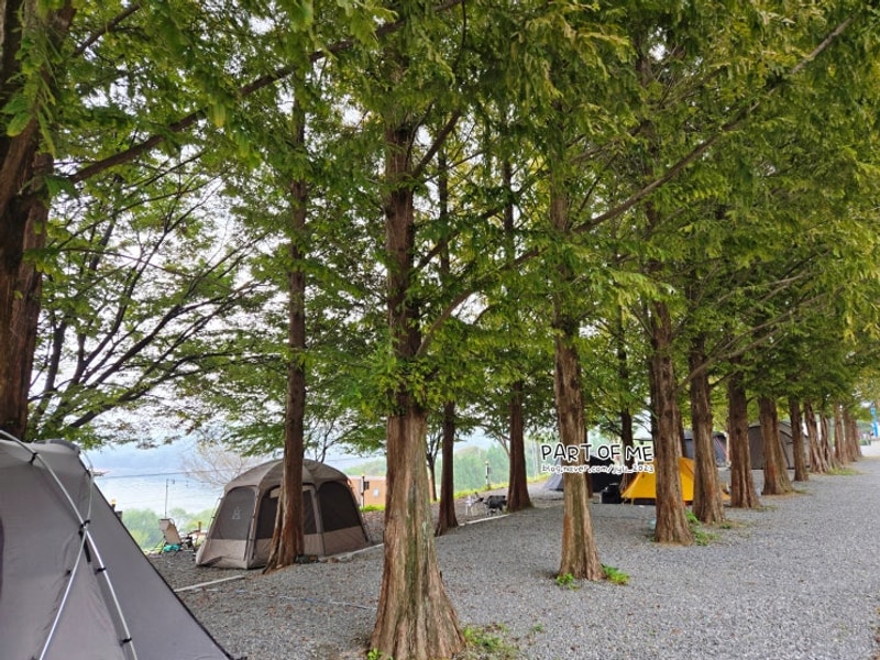 충북 제천 가볼만한곳 메타세콰이어 청풍호반 캠핑장...