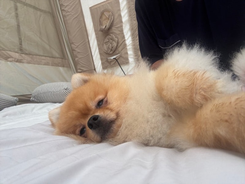 [아산라포레캠핑장]충남 애견전용 캠핑장 추천 (패밀리1사이트...