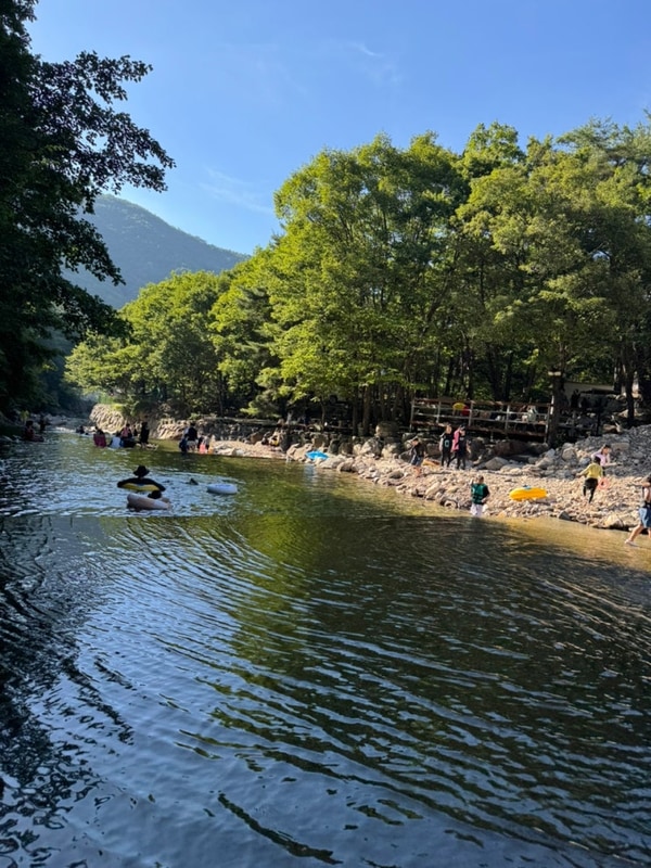 청도 삼계계곡 /참나무숲 오토캠핑장