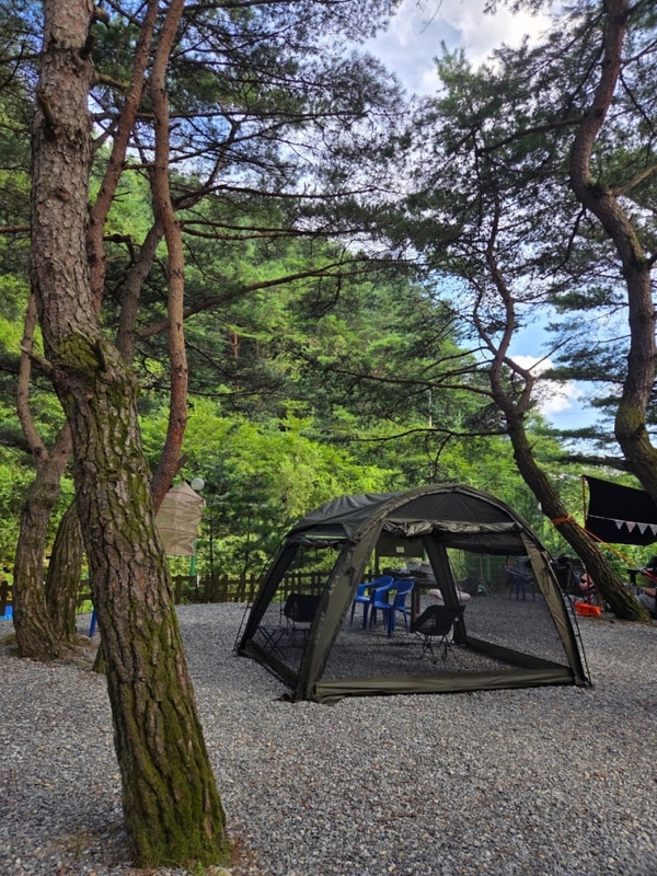 계곡 옆 강원도 영월 캠핑 [엄둔솔밭빌리지]