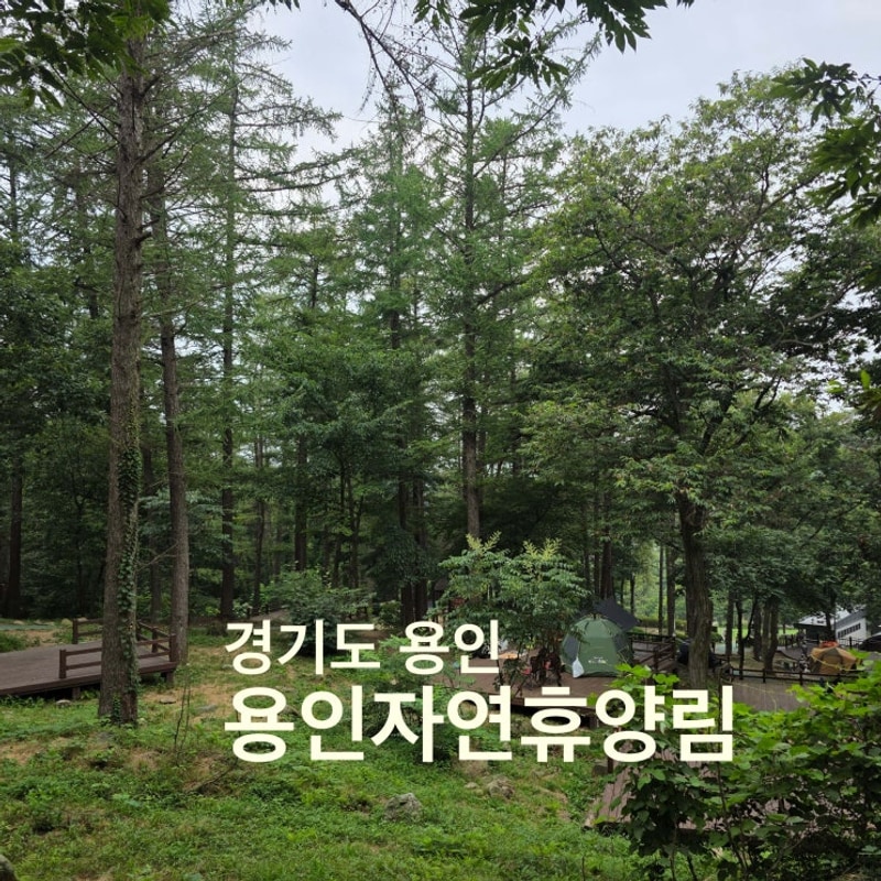 경기도 용인자연휴양림 - 서울 근교 접근성 최고의 가성비 캠핑장