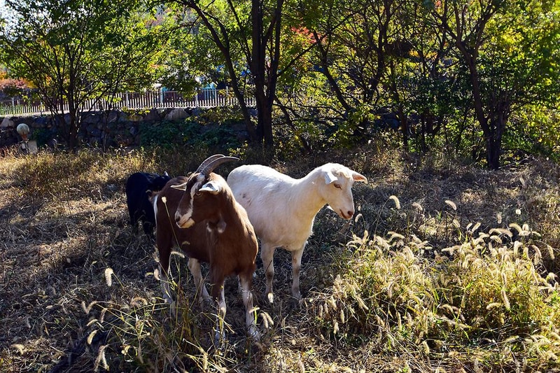 청도 그린나래 오토캠핑장 시설 사진 4
