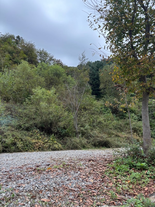 가평 몽리치 애견 동반 캠핑장&펜션  A5 사이트 후기