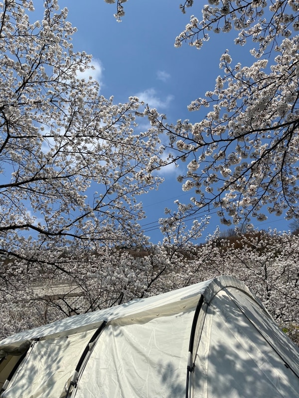 경남 밀양 패밀리오토캠핑장 꿈의 벚꽃캠핑 성공!