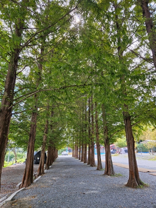 [청풍호반오토캠핑장] 광클 예약 제천 호수뷰 메타세콰이어...