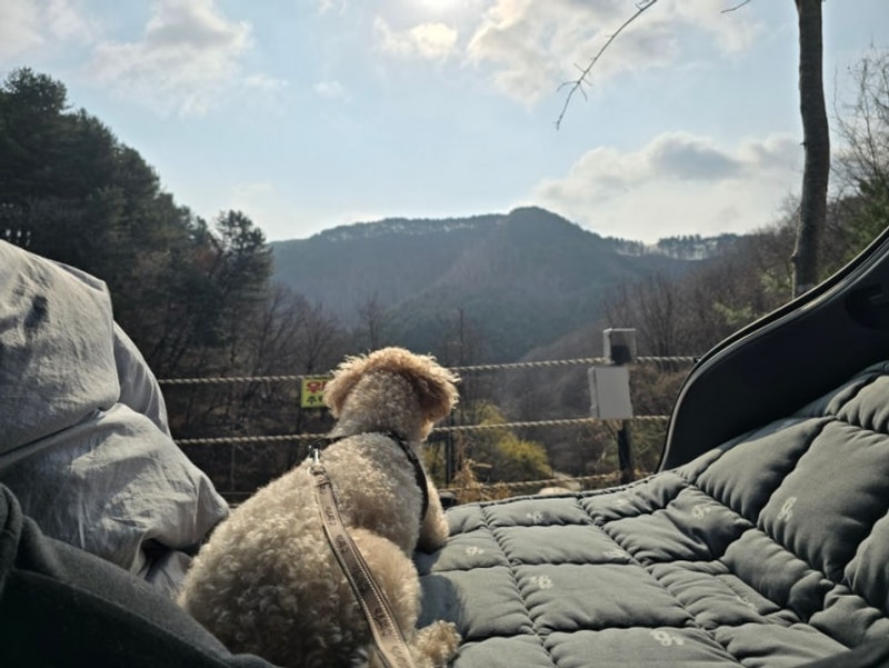 강원도 홍천 : '비발디캠핑파크 미루나무점' 3번사이트...