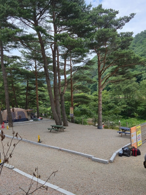 샘골솔밭야영장 샘골캠핑장 명당 애견동반 후기
