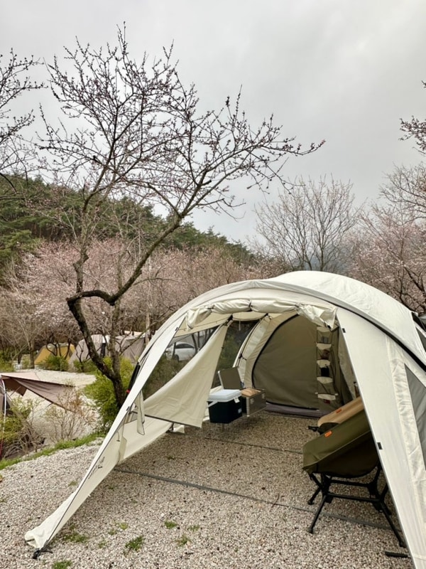 전북캠핑장ㅣ벚꽃캠핑ㅣ부안 내소힐링캠프