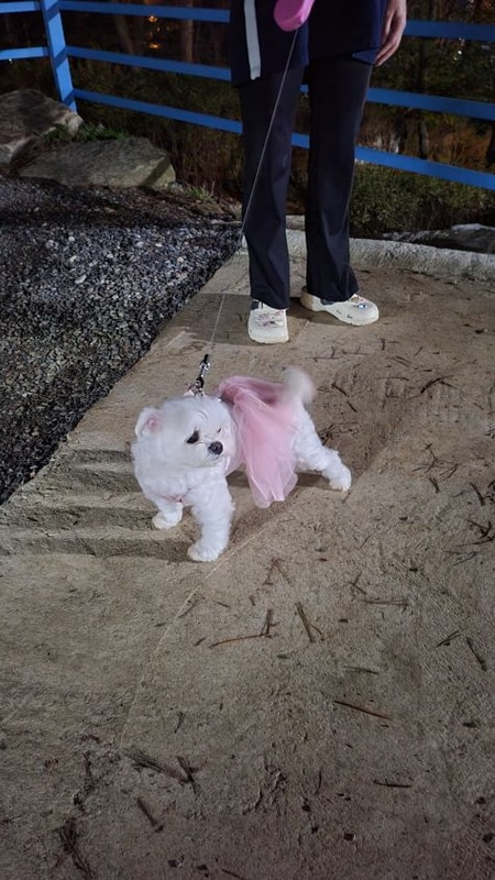 연휴 힐링 여행! 숲속 데크에서 즐긴 태안 올레유 캠핑장 후기