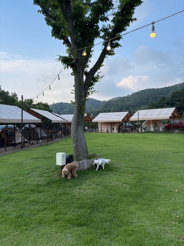 아산 반려견전용캠핑장 ㅣ... 캠핑장 : 캠프 정감 9번 사이트...