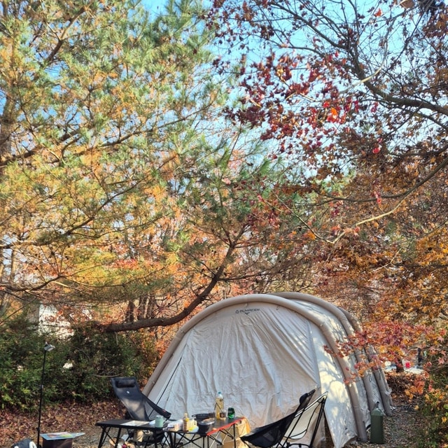 평화강변수목 캠핑장 대표 사진