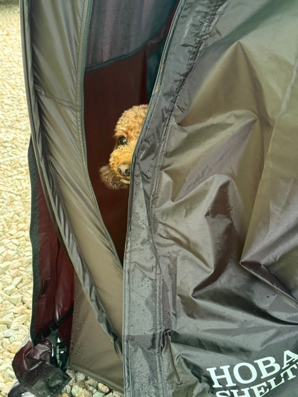 영동한울캠핑장 반려견동반 계곡 A5사이트