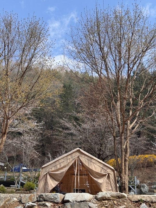 벚꽃캠핑 강원도 횡성 초보캠핑장