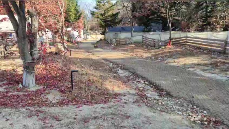 '위드독스in 포천' 오프리쉬 애견 전용 오토 캠핑장 (차박...