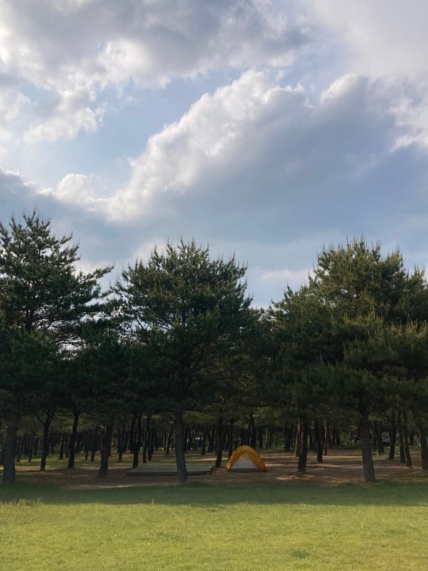 [양양] 애견 동반 가능한 양양캠프장, 솔캠 추천