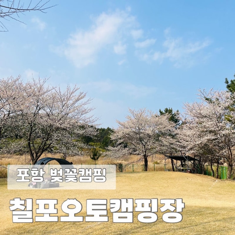 포항 벚꽃캠핑 칠포오토캠핑장 후기 (그린로즈 비교)