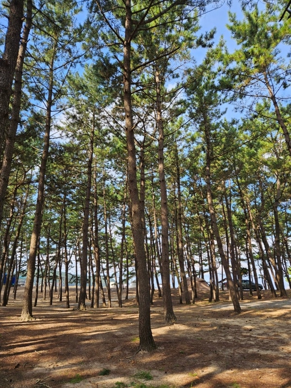 태안캠핑장추천. 바다뷰+숲뷰 골라잡는 재미의 석갱이 오토캠핑장