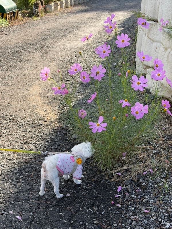 애견동반 캠핑장 추천 | 서천 ‘고요새 캠핑장’