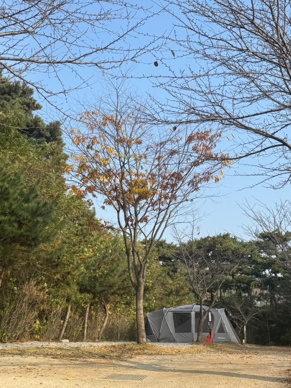 강화 문라이트 캠핑장 A-8, A-9 사이트 두가족 방문후기