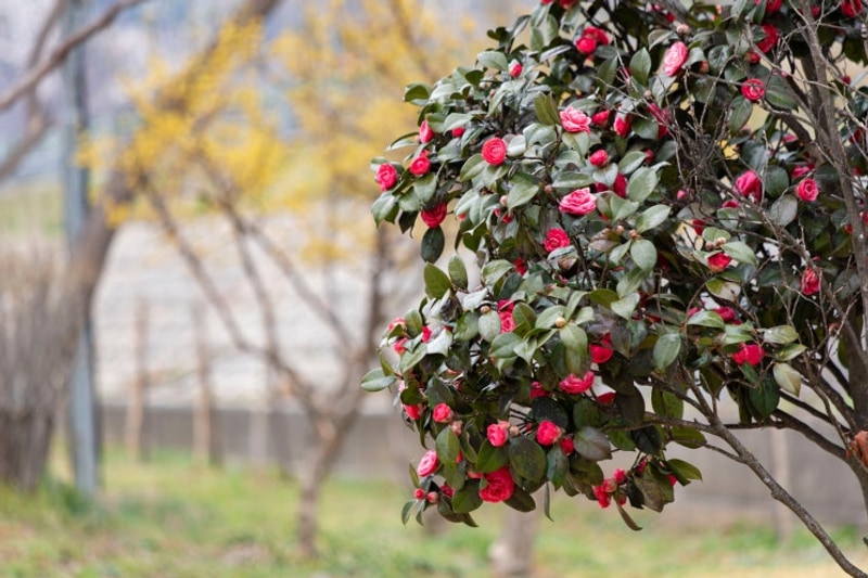 벚꽃길 따라 가는 하동 평사리공원 야영장 ( 2025. 03. 29 )