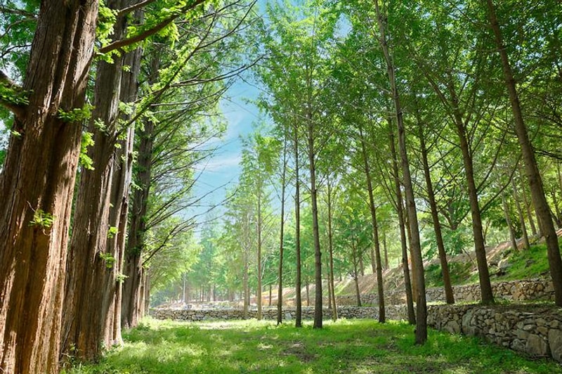 (주)스노우라인캠핑빌리지 대표 사진