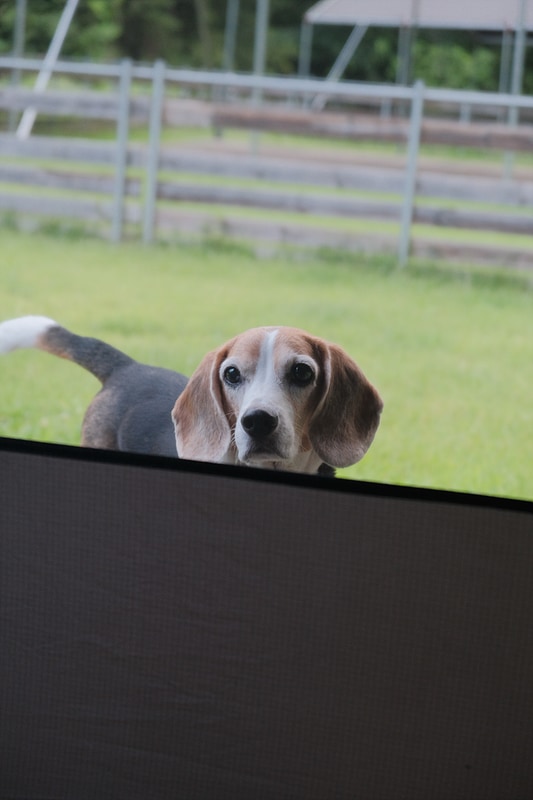 네 번째 캠핑(홍천 개똥이네 캠핑장 / 애견 캠핑장)