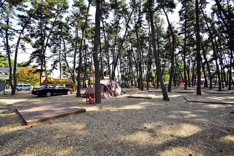 춘장대 중앙솔밭캠핑 시설 사진 3