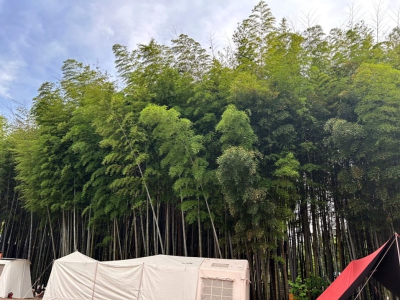 담양대나무골캠핑장