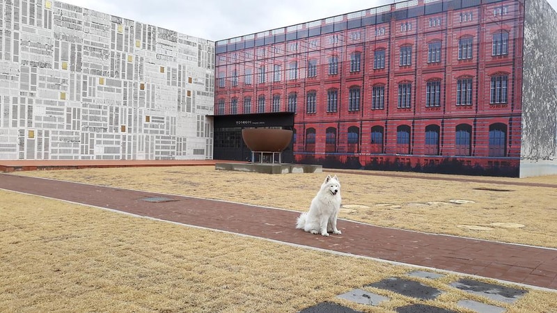 랩도그빌애견캠핑장 시설 사진 16