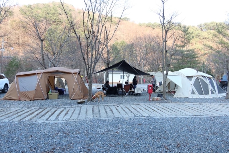 [250321] 드래곤오토캠핑장 | 숲과 계곡이 있는 곳, 아이들도...