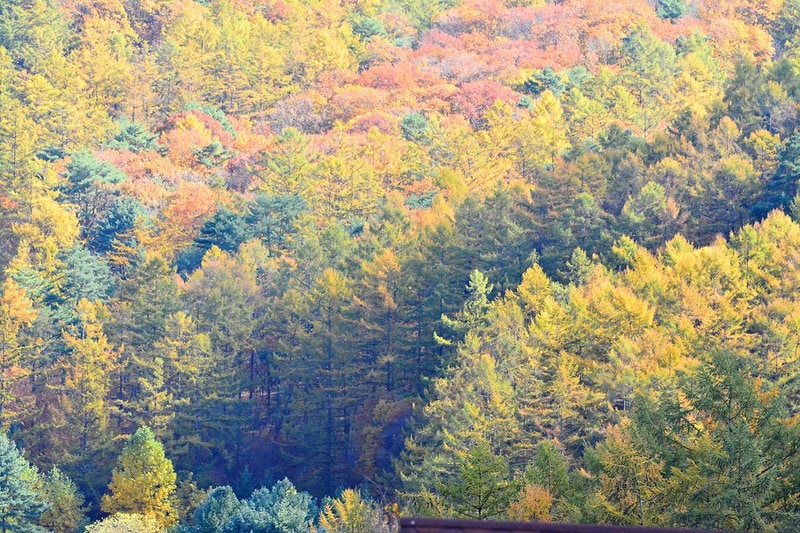 유명산라온캠핑장 시설 사진 6