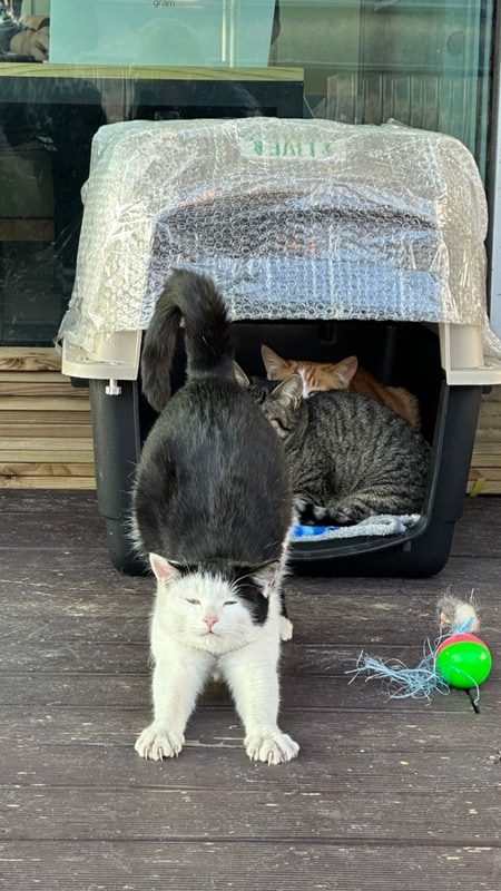 좋아야하고 5만원 이하를 기어코 찾아낸 가평 캠핑장 [봄날농원]