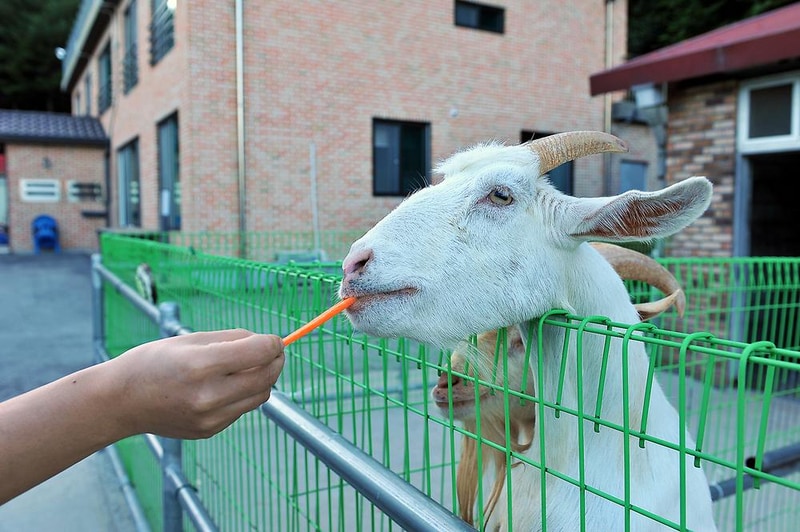 가래골농원 캠핑장 시설 사진 5