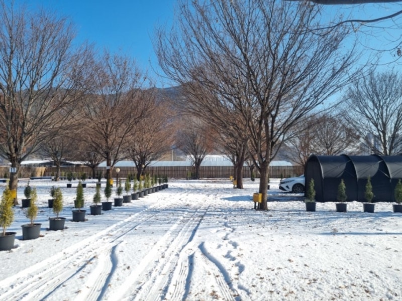 가평 캠프241 캠핑장ㅣ서울 근교 그늘 많은 소규모캠핑장...