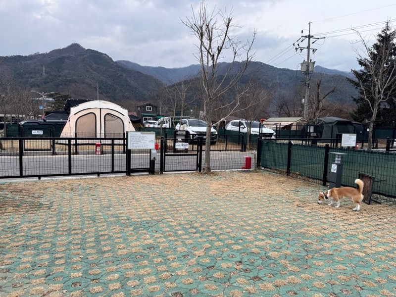 가평 아워포레스트 . 반려견캠핑장 2박3일 솔직후기...