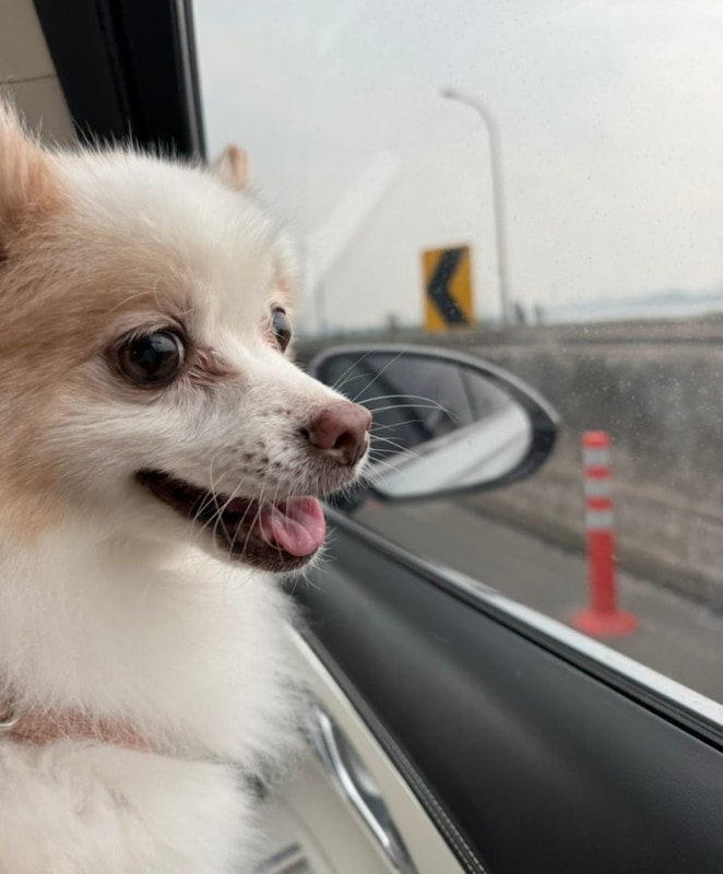 애견 동반 가능한 노지 캠핑장, 파주 밤골캠핑장 솔직후기!