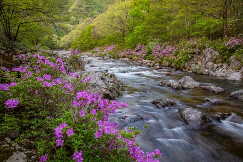 남원 덕동 자동차 야영장 수달래