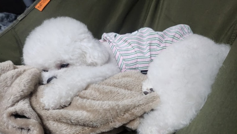 [고성 캠핑장] 애견동반 캠핑장 초록바다캠...