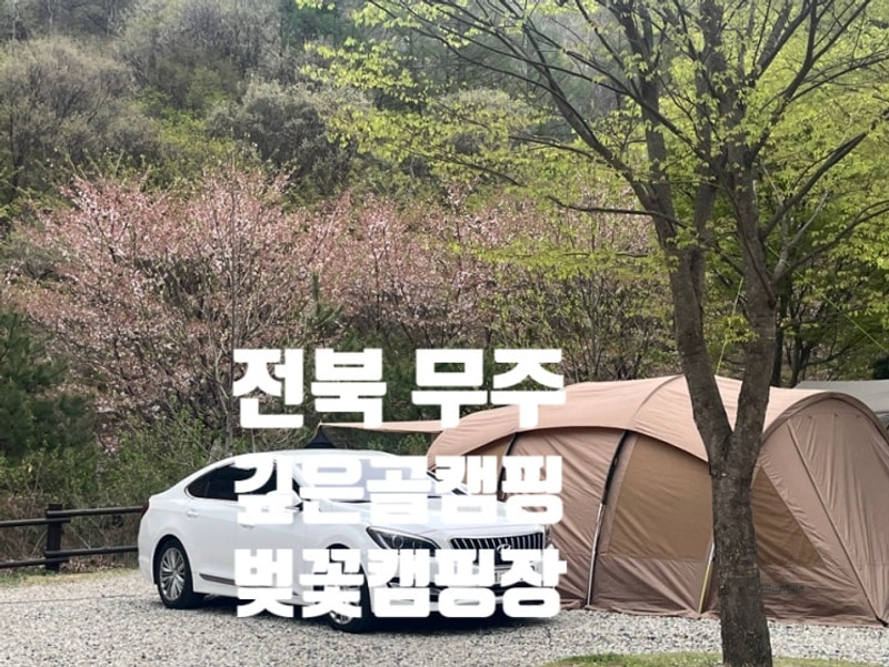 대전 근처 무주 벚꽃 캠핑장 추천 │무주깊은골캠핑장 벚꽃...