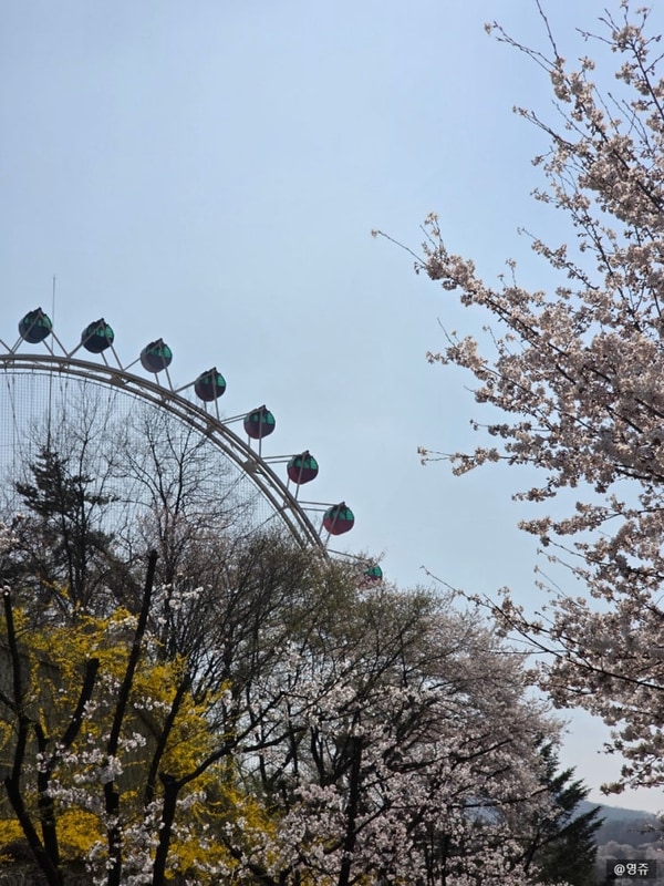 250411-12 용인 에버랜드, 마운틴캠핑장 글램핑V1 후기...