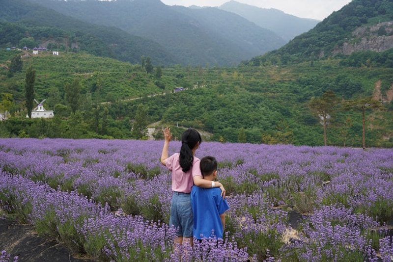만발 '동해무릉별유천지', 폭우 내리던 '삼척장호비치캠핑장'